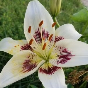 Meet your Posher, Marie